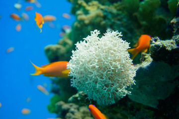 Beautiful coral reef with many fishes in the warm tropical water of the Red Sea in Hurghada, Egypt,...