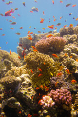 Beautiful coral reef with many fishes in the warm tropical water of the Red Sea in Hurghada, Egypt, seen while scuba diving 
