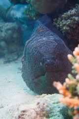 A large moray eel in the tropical warm waters in Hurghada Egypt while scuba diving 