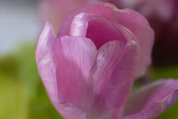Close up of Pink flower