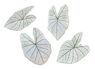 Isolated white Alocasia (Keladi Putih) leaves