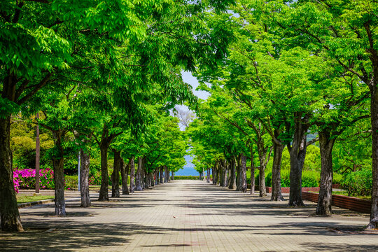 「並木道」の画像 - 27,877 件の Stock 写真、ベクターおよびビデオ | Adobe Stock