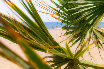 Summer time beach, tropical tree leaves are on focus, sand and sea is visible behind