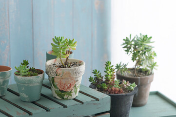 多肉植物の寄せ植え