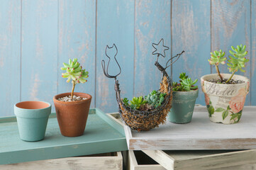 多肉植物の寄せ植え 　ハンギングバスケット