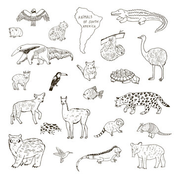 South America animals vector line illustrations set