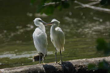 Two Young Little Egrets Backlit on a Log