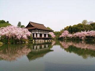 Fototapeta na wymiar 京都　平安神宮のしだれ桜