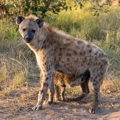 Foto op Aluminium spotted hyena mother and cub © Jurgens