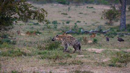 a spotted hyena walking past a pride of lions
