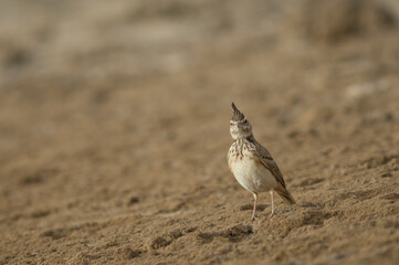 Crested lark Galerida cristata in the Oiseaux du Djoudj National Park. Saint-Louis. Senegal.