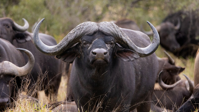 a massive African buffalo bull 