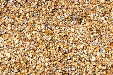 The texture of the summer sea beach - sand with small shells, top view. Summer natural background