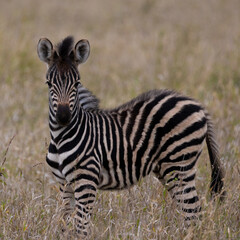 Fototapeta na wymiar A little zebra foul in the wild