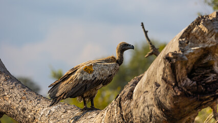 a white-backed vulture with a tag number
