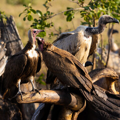 Vultures feeding on an elephant carcass