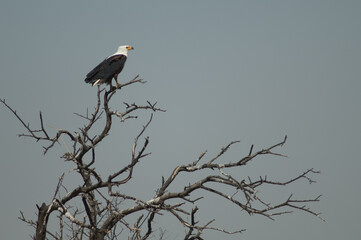 African fish eagle Haliaeetus vocifer on a tree. Oiseaux du Djoudj National Park. Saint-Louis. Senegal.
