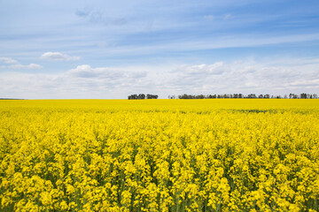 Blooming rapeseed field and blue sky with white clouds. Yellow and blue colors symbol of the country of Ukraine. Pride, freedom, independence. stop the war