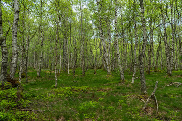 Birkenwald im Roten Moor in der Rhön