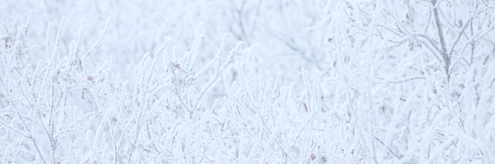 Snow and rime ice on the branches of bushes. Beautiful winter background with trees covered with hoarfrost. Plants in the park are covered with hoar frost. Cold snowy weather. Cool frosting texture.