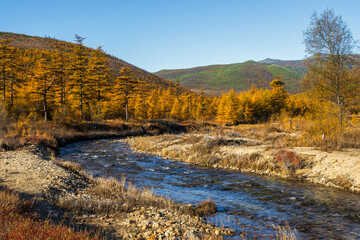 Beautiful autumn landscape. View of the river and larches in the mountain valley. Yellow trees on the river bank. Travel and hiking in the wild. Oksa river, Magadan region, Siberia, Russian Far East.
