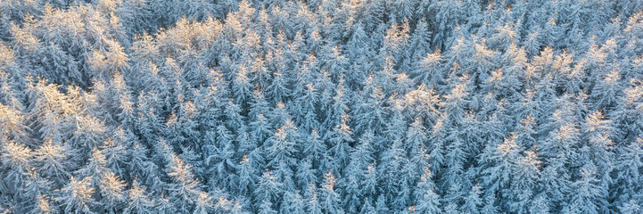 Beautiful winter forest landscape. Top view of snow-covered larch trees. Frozen trees in the snow. Aerial view of amazing northern nature. Cold snowy winter weather. Cold snap. Panoramic background.