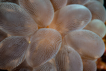 close up of a finger print coral