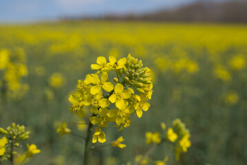 Raps in Blüte