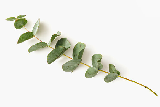 Natural eucalyptus branch with green leaves isolated on white background, mockup for design