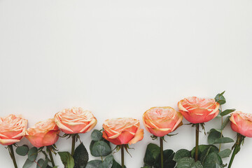 Row of pink roses on white background, top view