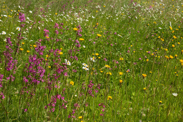 The floral background is green grass and wildflowers.