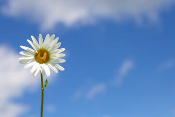 Floral background with space to copy - chamomile on a background of blue sky and clouds.