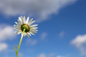 Abstract background - a daisy on the background of a blue sky with clouds.