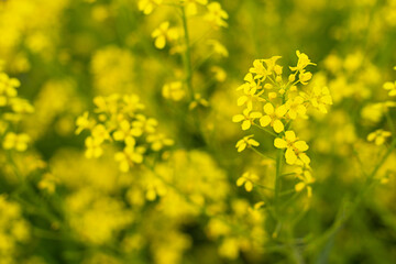 Fototapeta premium Yellow flowers in close-up on a defocused background.
