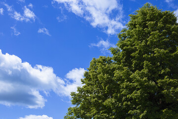 The green crown of a tree against a blue sky with white clouds and space to copy.