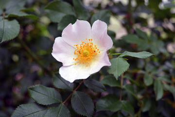 Rich bright hawthorn bushes, wild rose, tea rose growing in nature. Large and large pink blooming flowers of the bush look bright and advantageous against the background of green leaves.