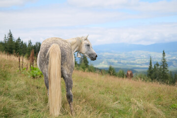 Horse at alpine meadow and carpathian mountains