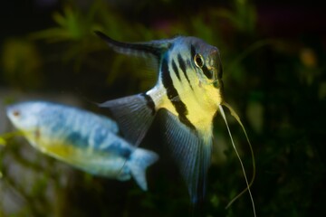 white artificial breed of angelfish with red eyes and black stripes turn to camera, ornamental fish in low light planted aquarium aquadesign, popular easy creature for beginners, dark background