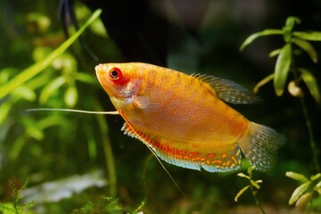 adult honey gourami, popular aqua trade breed of widespread ornamental fish, high quality pet on...
