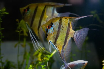 white artificial breed of angelfish with red eyes and black stripes in planted aquarium, ornamental...