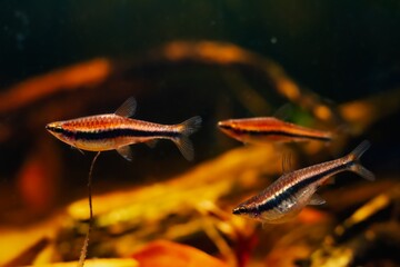 shoal of schooling species pencilfish swim in biotope design aquarium with driftwood and leaf...