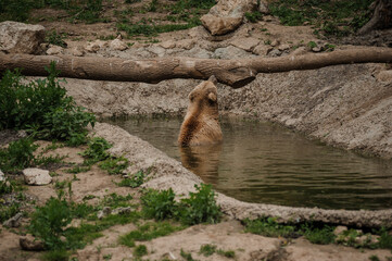 The brown bear bathes in the lake. Bear bathes in the pond