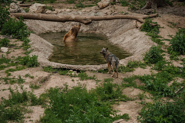 The brown bear bathes in the lake. Bear bathes in the pond