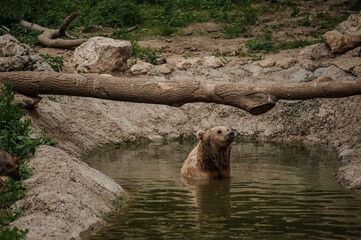 The brown bear bathes in the lake. Bear bathes in the pond