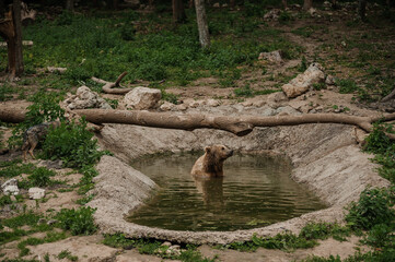 The brown bear bathes in the lake. Bear bathes in the pond