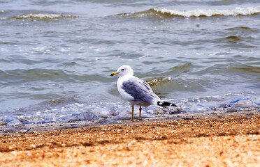 Seagull on the sea in search of food