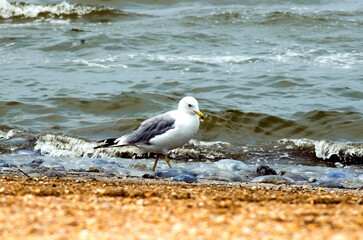Seagull on the sea in search of food