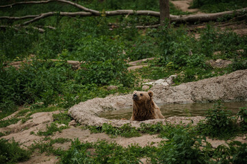 The brown bear bathes in the lake. Bear bathes in the pond