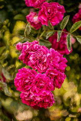 pink flowers and sunny day