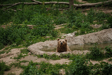 The brown bear bathes in the lake. Bear bathes in the pond